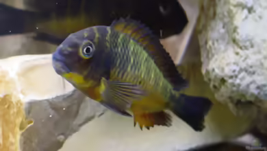 Tropheus moorii ´Red Rainbow´ – Farbenprächtiger Buntbarsch aus dem Tanganjikasee