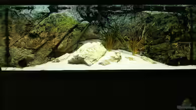 Tropheus to come ... von phenomenon