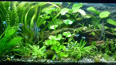 Tropic Dream von René L.