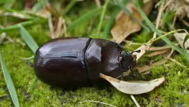 Tropische Käfer im Terrarium halten - umfassender Leitfaden für Einsteiger und Fortgeschrittene