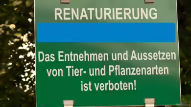 Tropischer Urwaldbach mitten in ??sterreich