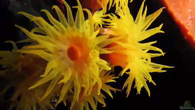 Tubastraea coccinea im Aquarium halten