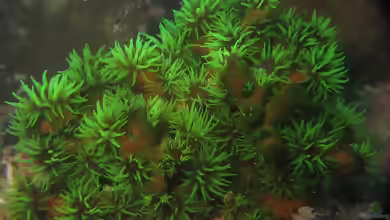 Tubastraea micranthus im Aquarium halten