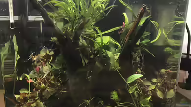 Tümpel Heim von Frank T.