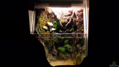 Tümpelchen von Stephi