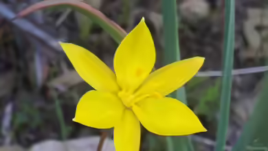 Tulipa sylvestris im Garten pflanzen