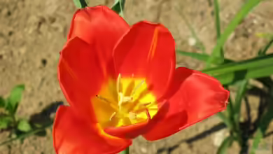 Tulipa vvedenskyi im Garten pflanzen