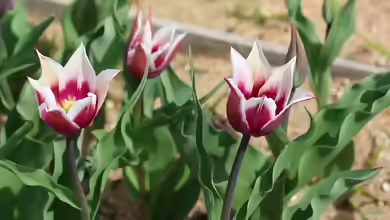 Tulpen im Garten pflanzen
