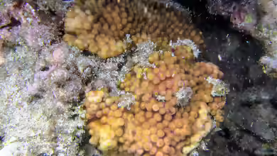 Turbinaria frondens im Aquarium halten