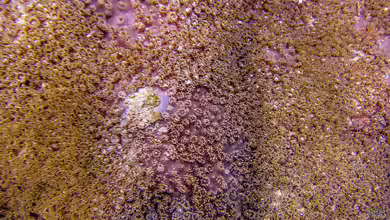 Turbinaria irregularis im Aquarium halten