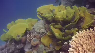 Turbinaria mesenterina im Aquarium halten