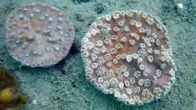 Turbinaria peltata im Aquarium halten