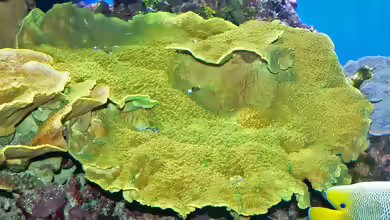 Turbinaria reniformis im Aquarium halten