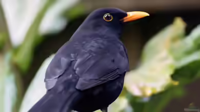 Turdus merula im Garten