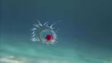 Turritopsis dohrnii im Aquarium halten