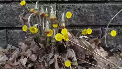 Tussilago farfara im Garten pflanzen