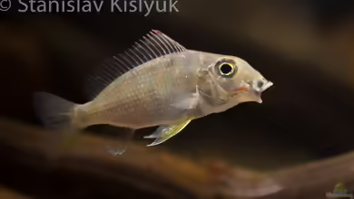 Tylochromis lateralis im Aquarium