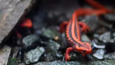Tylototriton shanjing im Aquarium halten