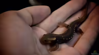 Tylototriton verrucosus im Terrarium halten