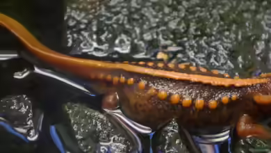 Tylotriton verrucosus im Aquarium halten