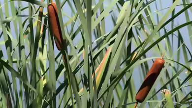 Typha am Gartenteich pflanzen