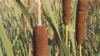 Typha angustifolia am Gartenteich