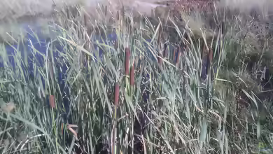 Typha latifolia am Gartenteich