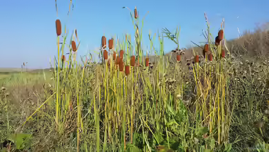 Typha laxmannii am Gartenteich