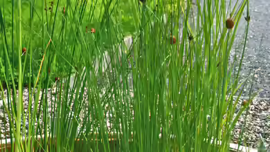 Typha minima am Gartenteich