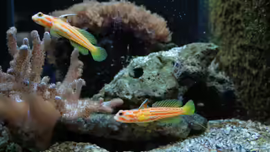 Typische Krankheiten im Meerwasseraquarium: Erkennen, Verstehen und Vorbeugen