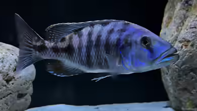 Tyrannochromis: Räuberische Malawi-Cichliden für erfahrene Aquarianer