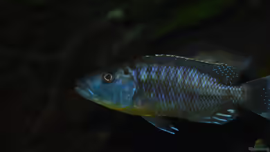 Tyrannochromis polyodon im Aquarium halten