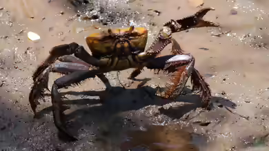 Ucides cordatus im Aquaterrarium halten
