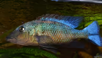 Übergangsbecken von Crüxs