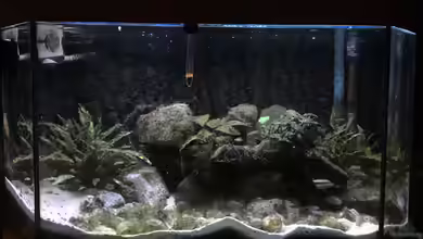 Übergangszone von fotto