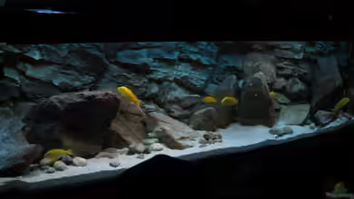 Ufernahe Übergangszone von The Duke of woods