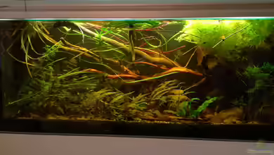 Uferzone Sri Lanka aufgelöst von der Theoretiker