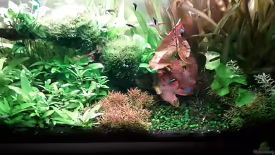 Umgestaltung (Richtung Südamerika Scape) von Kathys 2014