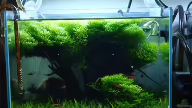 underwater tree von Sven-0.