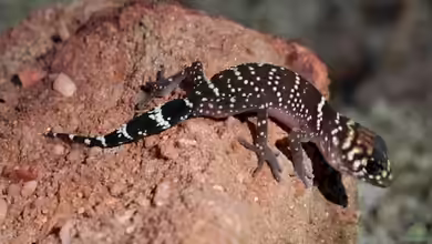 Underwoodisaurus milii im Terrarium halten