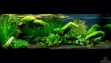 Underworld Australia von -Der Österreicher-