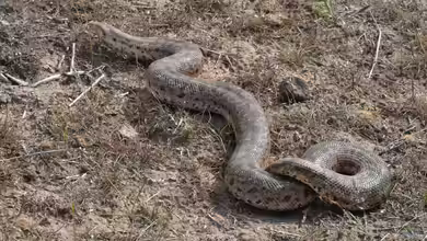 Ungiftige Schlangen für Anfänger - Der Leitfaden für einen sicheren und erfolgreichen Einstieg in die Terraristik