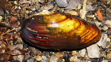 Unio pictorum im Gartenteich halten