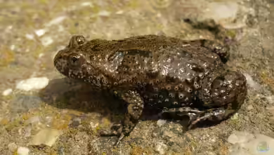 Unken: Die Besonderheiten dieser faszinierenden Amphibien
