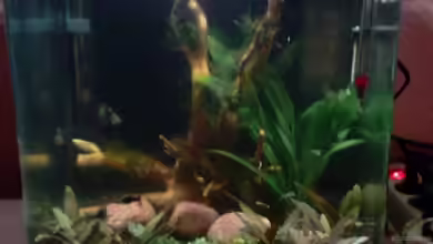 Unser Hundefernseher von LadyWolf