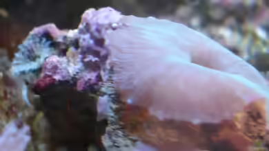 Unser MeerwasserAquarium