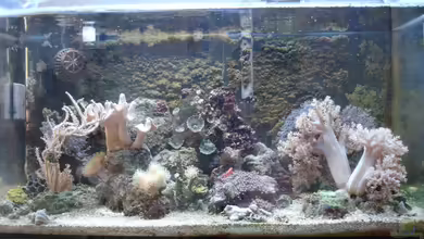 Unser Miniriff- nur noch als Beispiel!!!! von Jane Vogeler