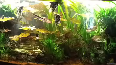 Unser Raumteiler von Günter