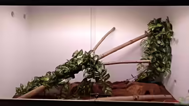 Unterschiedliche Bodensubstrate im Terrarium: Auswahl, Pflege und Einsatzmöglichkeiten