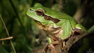 Unterschiedliche Laubfrösche aus der ganzen Welt: Ein umfassender Leitfaden für Terrarienliebhaber